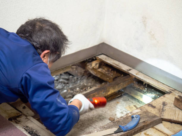 Best Residential Mold Remediation in Nashville, MI