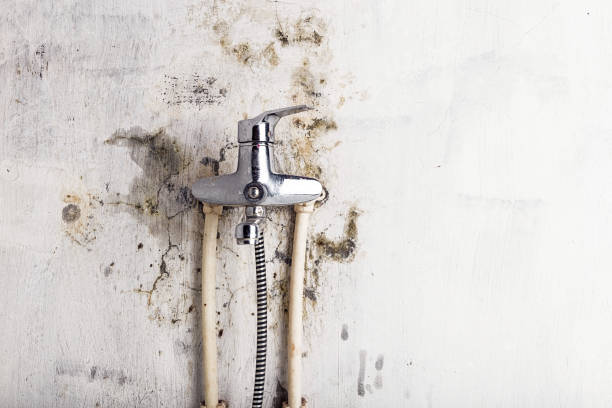 Best Mold Testing and Inspection Services in Nashville, MI