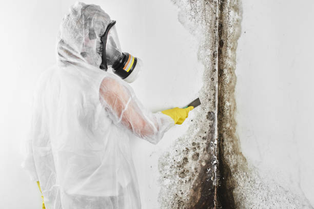 Best Mold Remediation for Specific Building Types in Nashville, MI