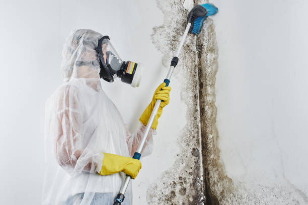 Best White Mold Remediation in Nashville, MI