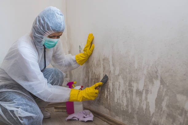 Best Post-Remediation Services in Nashville, MI