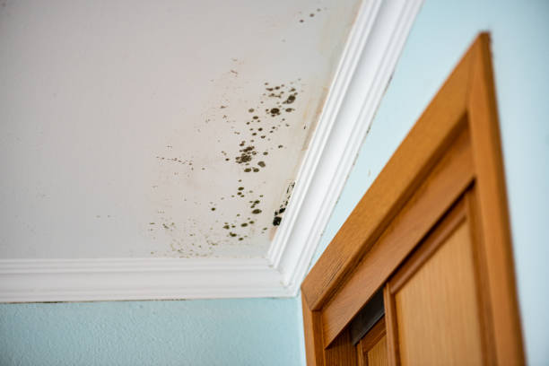 Best DIY Mold Remediation Support Services in Nashville, MI