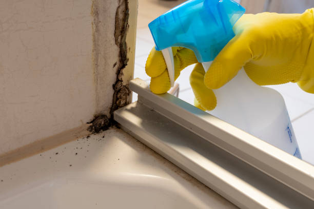 Best Mold Remediation for Schools in Nashville, MI