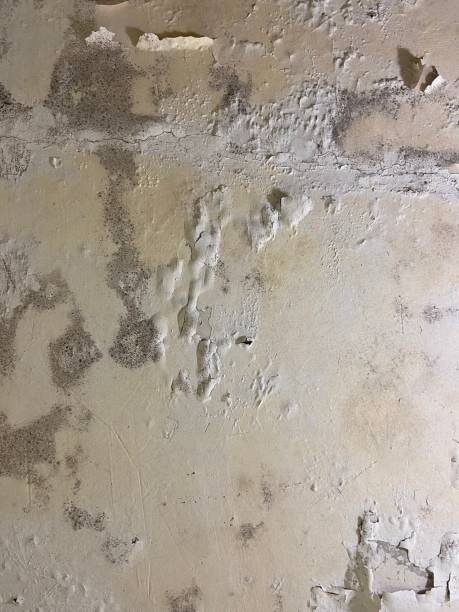 Best Residential Mold Remediation in Nashville, MI