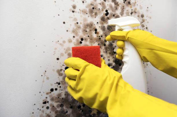 Best Kitchen Mold Remediation in Nashville, MI
