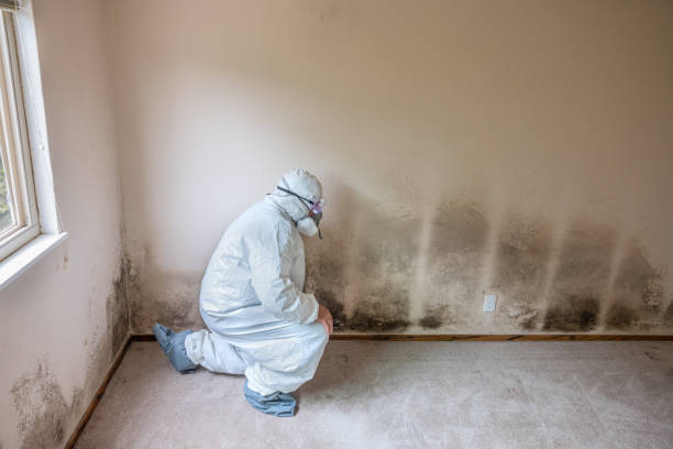 Best White Mold Remediation in Nashville, MI