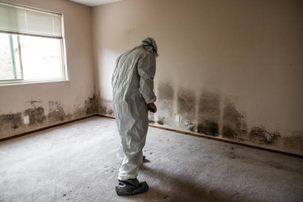  Nashville, MI Mold Removal Pros