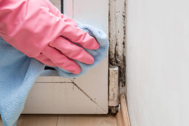 Professional Mold Remediation in Nashville, MI
