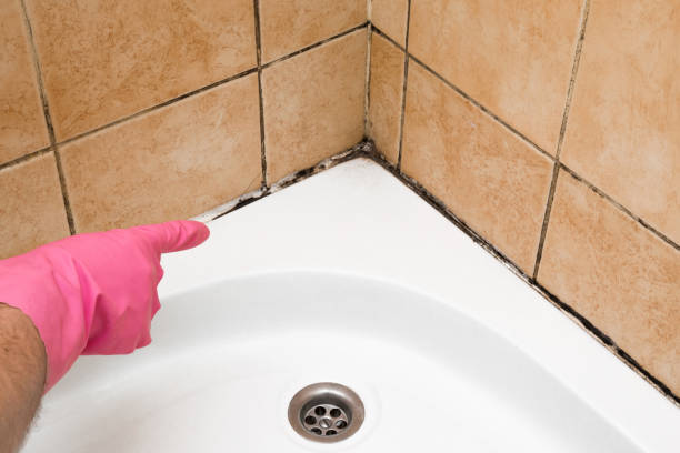Best Residential Mold Remediation in Nashville, MI